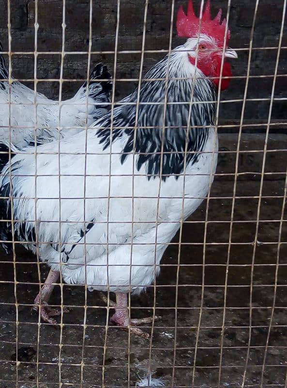 Hens Sussex pair for sale 3