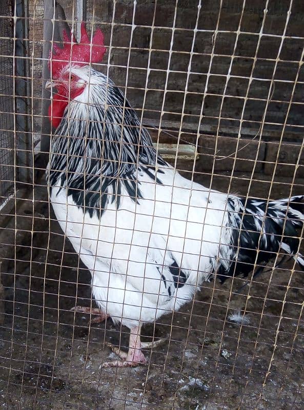 Hens Sussex pair for sale 4