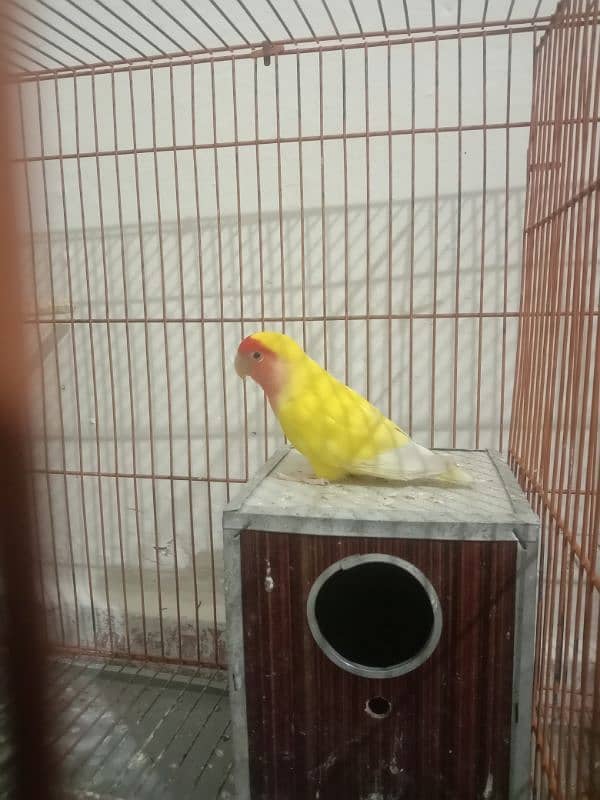 love birds breeder male sale or exchange with female 0