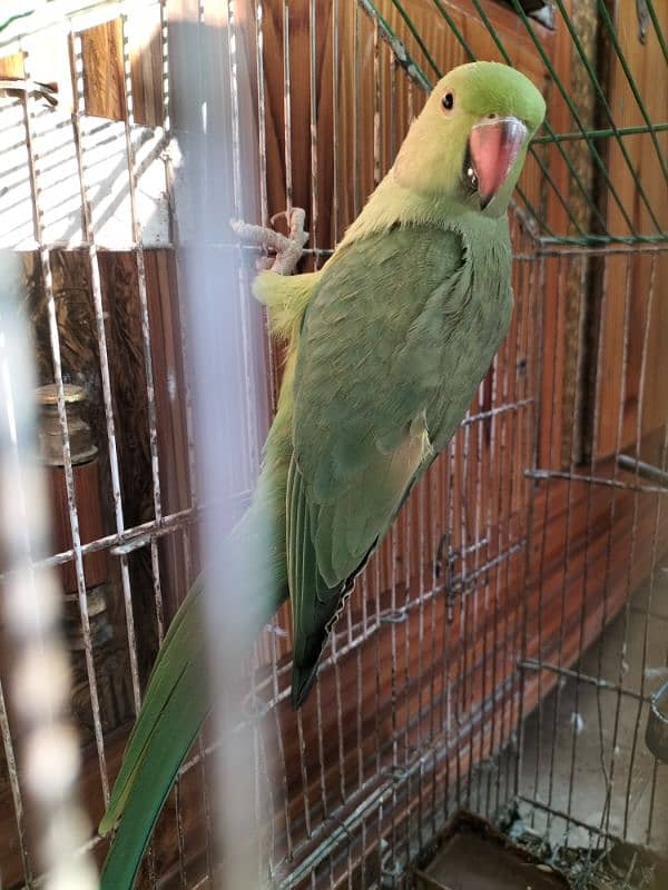 parrot for sale 0