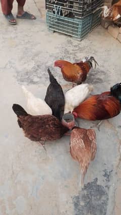 golden misri & desi hens for sale