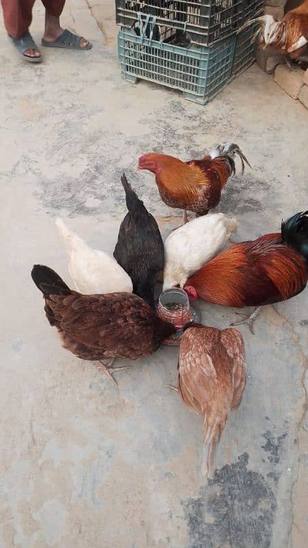 golden misri & desi hens for sale 0