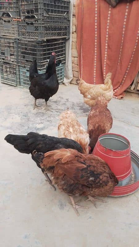 golden misri & desi hens for sale 1