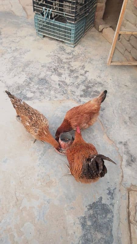 golden misri & desi hens for sale 2