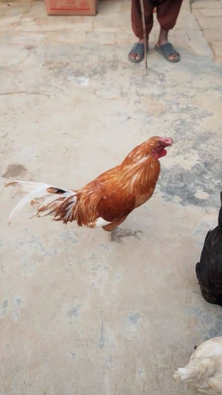 golden misri & desi hens for sale 3