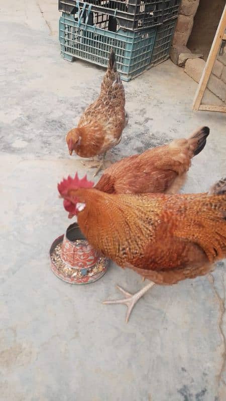 golden misri & desi hens for sale 4