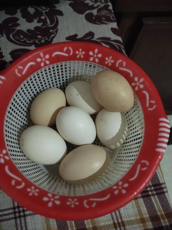 Desi Egg Golden Misri Egg Desi Anda Desi fertil Egg Desi Egg Misri Egg 0