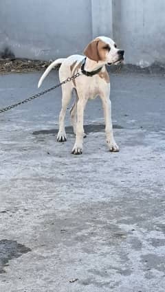 English pointer