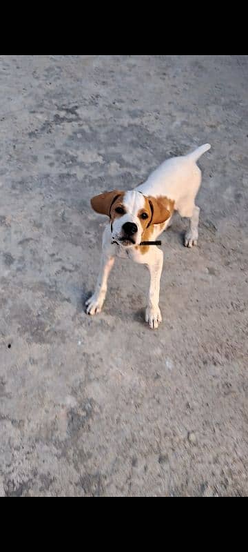 English pointer 2