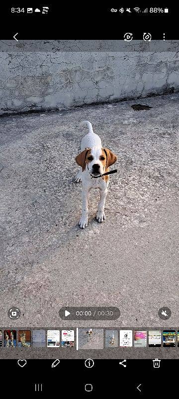 English pointer 3