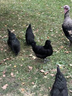 Ayam Cemani Pure