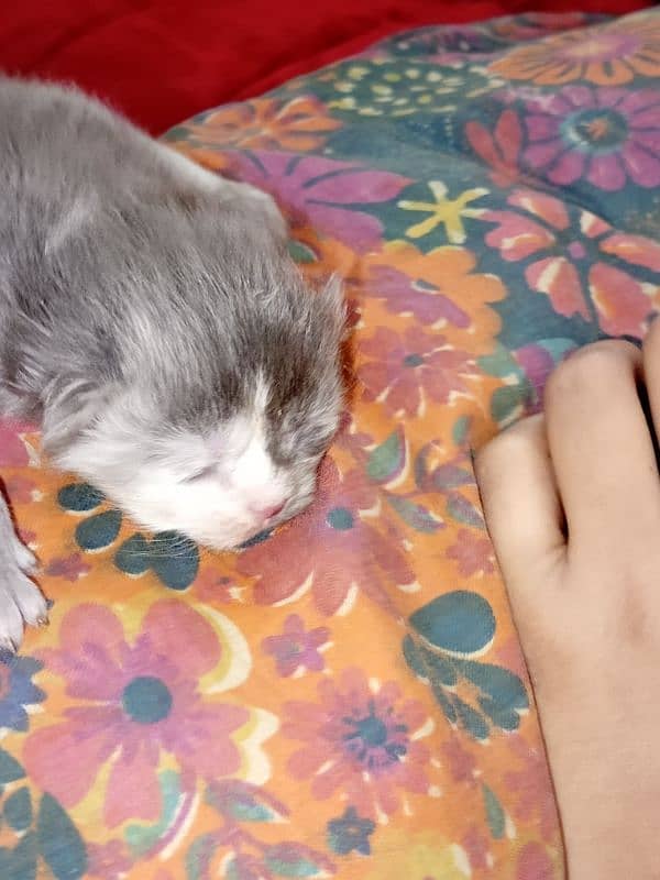 6 days tripple coated closed eyes colour white and gray cute kitten 1