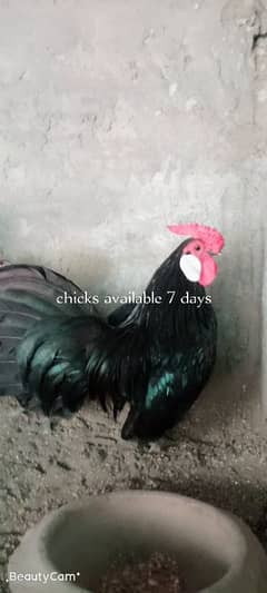 black polish chicks, black rosecomb chicks