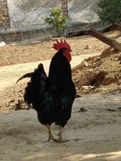 Pure Australorp