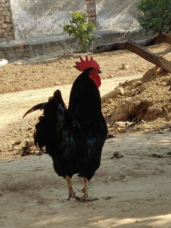 Pure Australorp 0