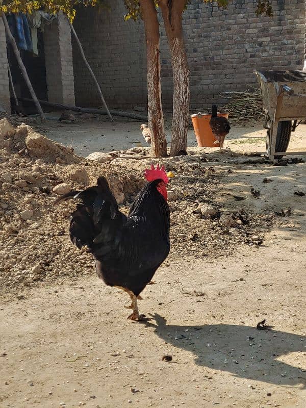 Pure Australorp 1