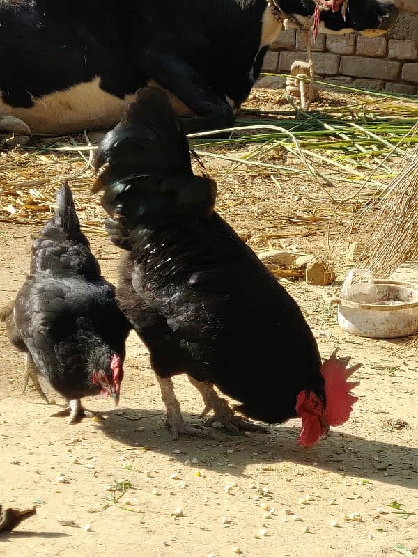 Pure Australorp 2