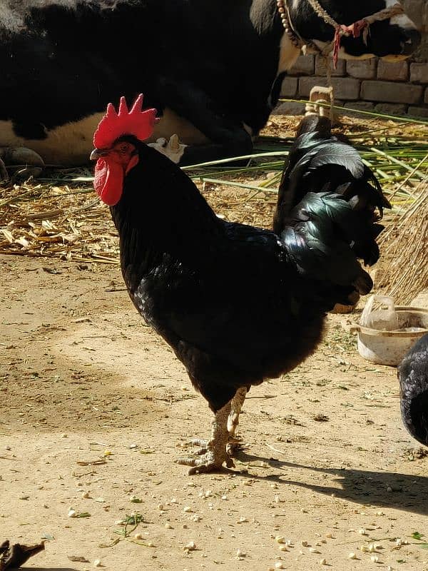 Pure Australorp 3