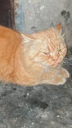 male Persian cat