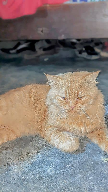 male Persian cat 1