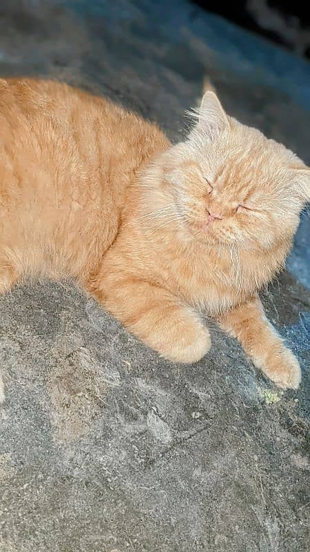 male Persian cat 2