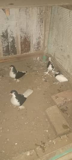 pigeons