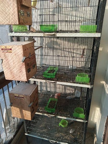 Albino Decino Latino, Breeding Boxes and Birds Cage 0