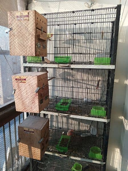 Albino Decino Latino, Breeding Boxes and Birds Cage 1