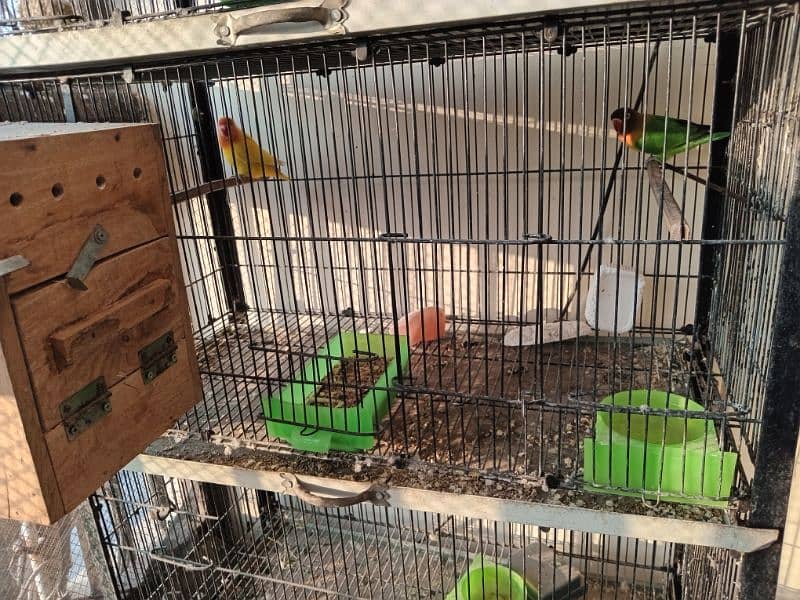 Albino Decino Latino, Breeding Boxes and Birds Cage 4