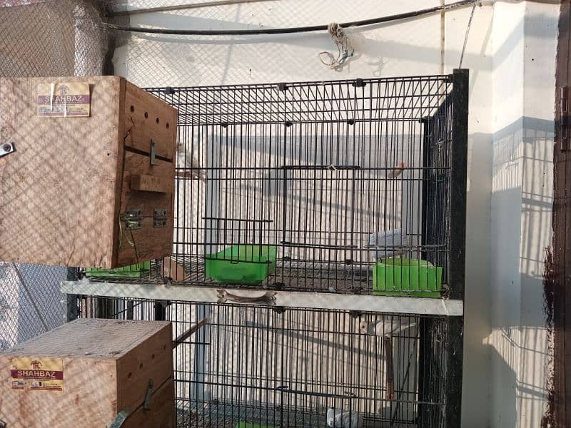 Albino Decino Latino, Breeding Boxes and Birds Cage 7