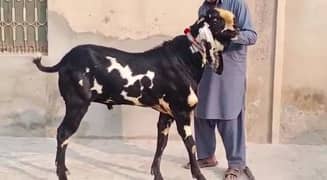 desi Bakra for sale/03704685463