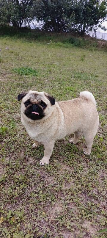 pug female for sale 0