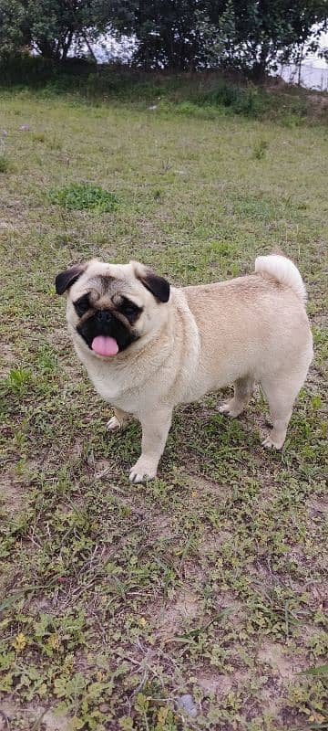 pug female for sale 1