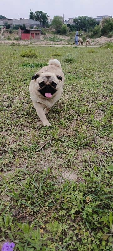 pug female for sale 2