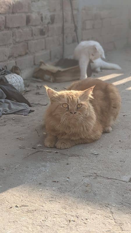 male Persian cat 3