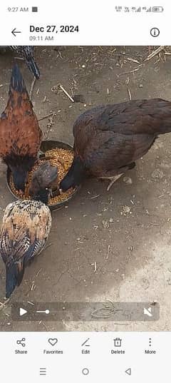 smallest hen . . . . 3 months age