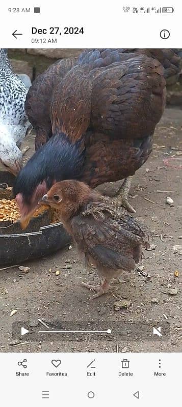 smallest hen . . . . 3 months age 1