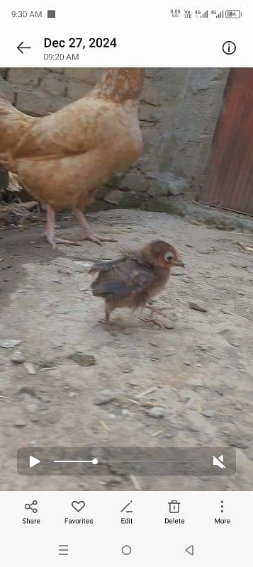 smallest hen . . . . 3 months age 2