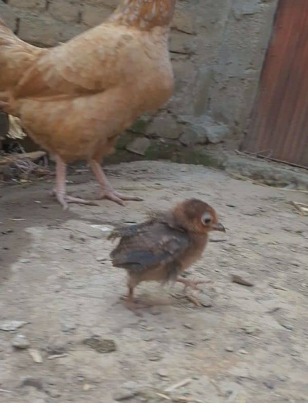 smallest hen . . . . 3 months age 4