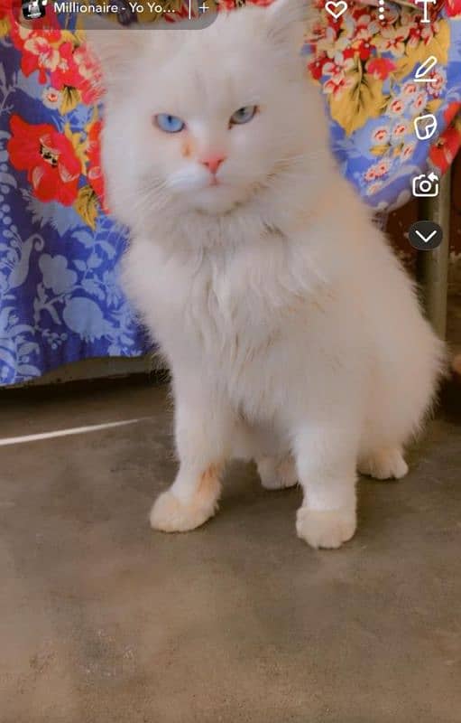 Persian cat ,male , age 1 Year, Vaccination done 1