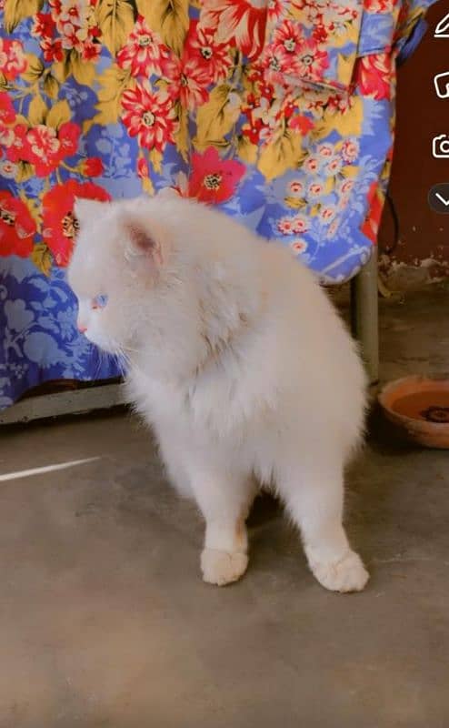 Persian cat ,male , age 1 Year, Vaccination done 3