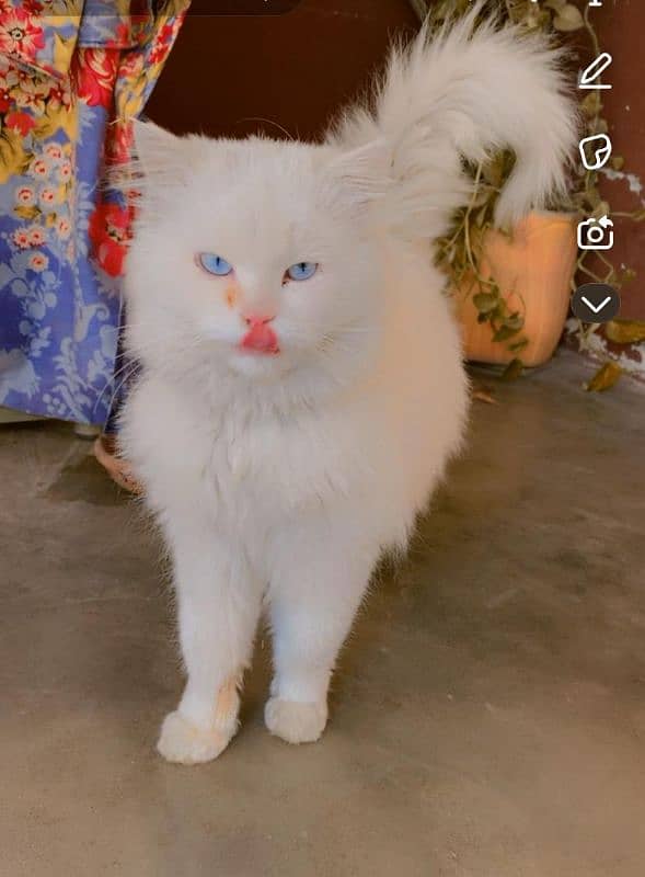 Persian cat ,male , age 1 Year, Vaccination done 4