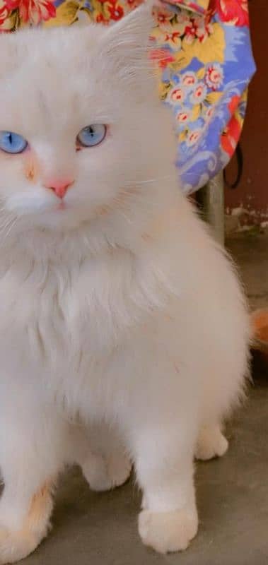 Persian cat ,male , age 1 Year, Vaccination done 5