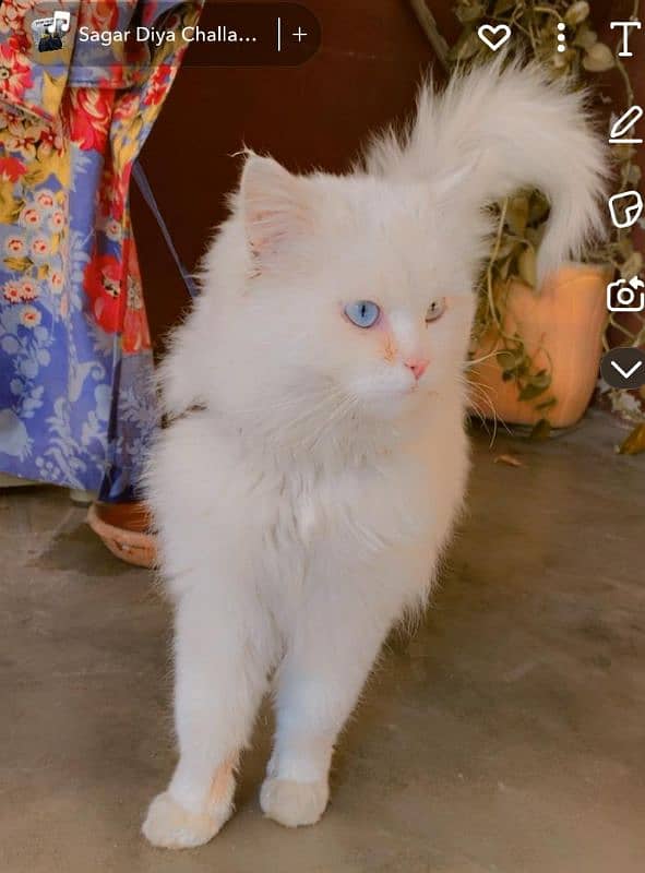 Persian cat ,male , age 1 Year, Vaccination done 6