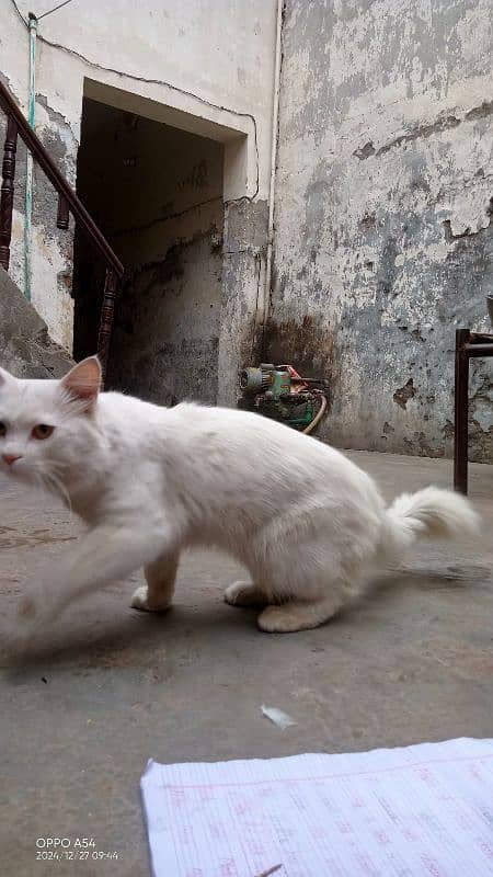 pershion male cat 2