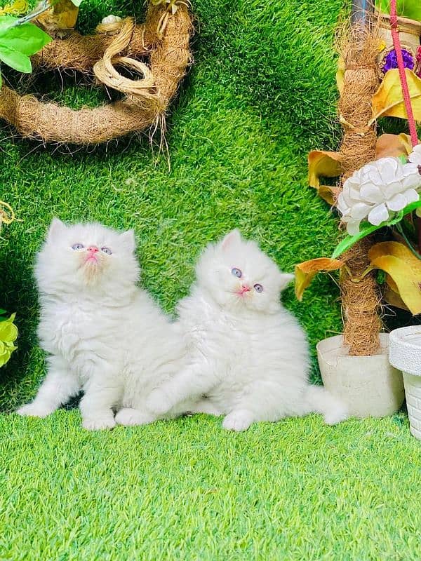 Persian Kittens 1