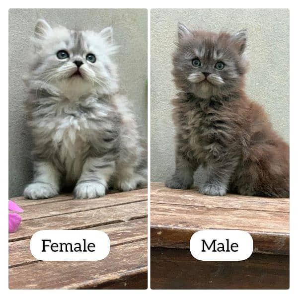 Persian Kittens 3