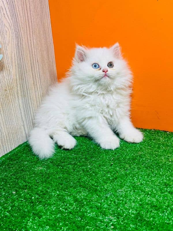 Persian Kittens 8