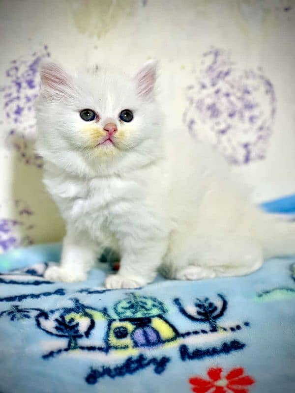 Persian Kittens 9