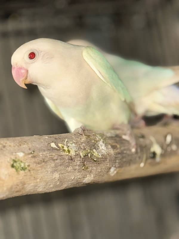 Creamino albino lovebird confam breedar 9